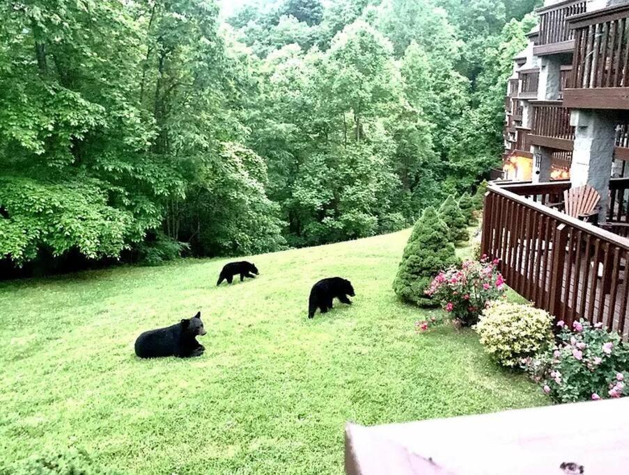 Views & Fireplace - Minutes To Gburg And Ober - Condo Gatlinburg Bagian luar foto